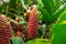 Black Plai Zingiber ottensii plant closeup - Davie, Florida, USA