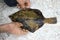 Black plaice, dark colored flounder Pleuronectes obscurus in fisherman hands closeup.