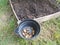 Black plastic bucket with potatoes near a garden with dirt