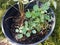 Black plastic flower pot with nasturtiums with green leaves