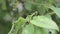 Black plum tree sawing on a green leaf of a tree. The insect parasite eats the leaves of the plum tree