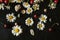 Black plywood background with white chamomile heads with red cherries, pebbles, shells and small nuts