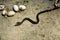 Black poisonous snake hatching from the snake egg. Rhabdophis tigrinus, yamakagashi or tiger keelback snake hatched from the egg