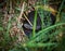 Black poisonous snake Viper  Vipera berus curled up in a ball in the grass