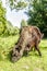 Black polled Galloway cow grazing in nature park