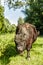 Black polled Galloway cow grazing in nature park