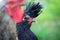 Black Polverara chicken portrait on green natural background. Selective focus