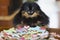 Black Pomeranian dog or puppy near plate of colorful cookies in shape of dogs, hearts, flowers and stars