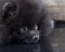 Black Pomeranian spitz