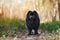 Black pomeranian spitz dog posing outdoors