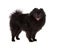 Black pomeranian spitz dog on white