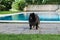 Black pomeranian spitz outdoors