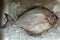 Black pomfret fish on ice in the kitchen sink, preparing food