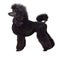 Black poodle