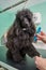 Black poodle   being brushed on a table.