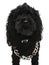 Black poodle dog