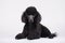 Black Poodle Dog On White Background. Generative AI