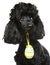 Black poodle with an Easter egg