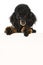 Black poodle looking over a wall on white background