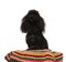 Black poodle looks up while sitting on colorful blanket