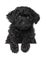 Black poodle puppy