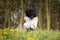 Black poodle is running in dandelions .
