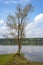 Black poplar with half-opened buds on the bank of the Tom River