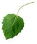 Black poplar Leaf