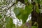 Black poplar Populus nigra tree branch with green leaves