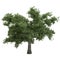 Black Poplar Tree Isolated