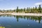 Black poplars in a park reflecting in a lake