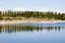 Black poplars reflecting in a lake