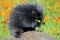 Black porcupine feeds on a orange Hawkweed Flower.