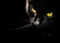 Black Portrait Of Black Cat