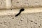 Black Portuguese millipede (Ommatoiulus moreleti) crawling on a wall : (pix SShukla)