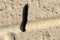Black Portuguese millipede (Ommatoiulus moreleti) crawling on a wall : (pix SShukla)