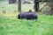 A black pot-bellied pig is a breed of domestic boar Sus scrofa f. Domestica