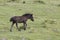 Black pottoka foal