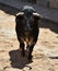 A black powerful bull with big horns