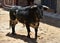 A black powerful bull with big horns