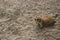 Black prairie dogs Cynomys ludovicianus