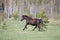 Black pregnant horse galloping at the field