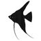 Black Pterophyllum scalare Sailfins, freshwater angelfish aquatic animal graphic illustrations aquarium fish