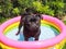 Black pug in a colorful inflatable pool.