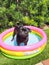 Black pug in a colorful inflatable pool.