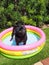 Black pug in a colorful inflatable pool.