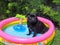 Black pug in a colorful inflatable pool.