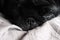 Black pug cute dog on grey linen in bed close-up sleep resting watching half-closed eyes to camera