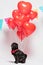 Black pug dog with heart-shaped baloons.