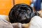 Black pug dog laying on grey bedding with side looking eyes on home interior background. Close-up.